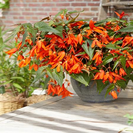 Boliviensis Blumensamen – Alte Sorte, gentechnikfrei, keimstark, Bio-Gartensamen zum Pflanzen