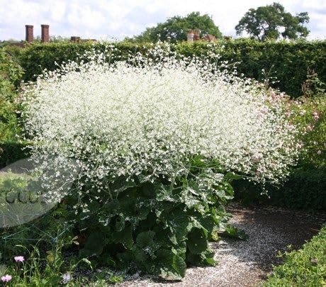 White Crambe Cordifolia Flower Seeds – Heirloom, Non-GMO, High Germination Organic Garden Seeds for Planting