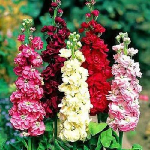 Mixed Matthiola Incana Flower Seeds – Heirloom, Non-GMO, High Germination Seeds