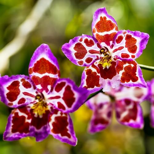 Violet Red Phalaenopsis Flower Seeds – Heirloom Non-GMO High Germination Organic Garden Seeds for Planting