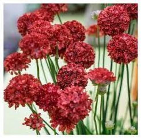 Rote Armeria Blumen Samen Erbstück gentechnikfrei hohe Keimrate Bio Garten Samen zum Pflanzen