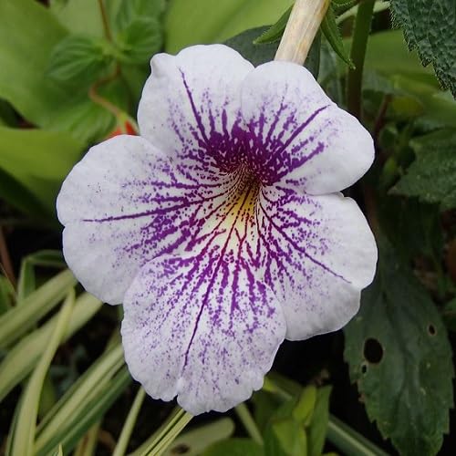 White Purple Achimenes Flower Seeds Heirloom Non-GMO High Germination Organic Garden Seeds for Planting