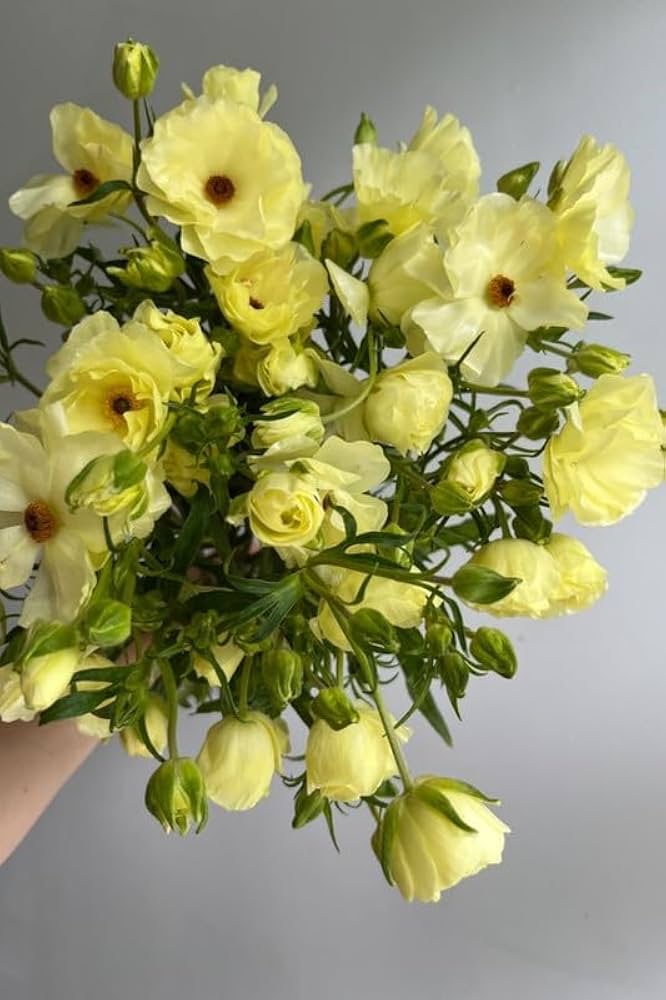 Eustoma Flower Seeds Yellow – Heirloom, Non-GMO, High Germination Seeds