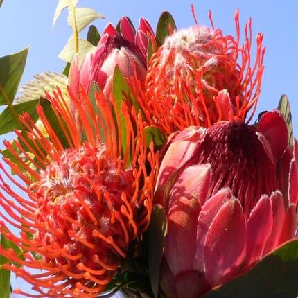 Protea Flower Seeds Red Heirloom Non-GMO High Germination Organic Garden Seeds for Planting