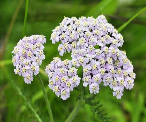 Semillas de Achillea Ballerina Púrpura – Herencia, No OGM, Semillas de Jardín Orgánicas de Alta Germinación para Sembrar