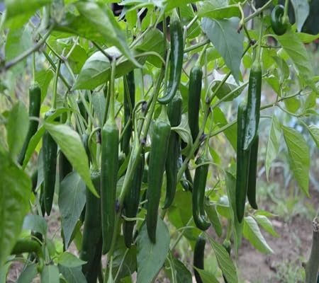 Chilisamen – Alte Sorte, gentechnikfrei, hohe Keimrate, Bio-Gartensaat zum Pflanzen
