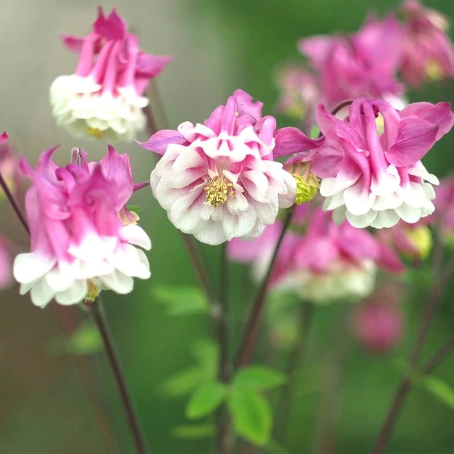 pink pink flower seeds