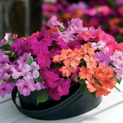 utopia impatiens flower seeds