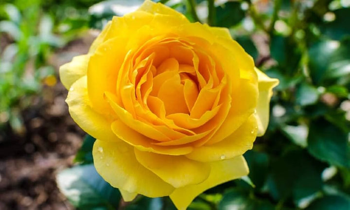 Giant Blooming Rose Flower Seeds Yellow Heirloom Non-GMO Seeds