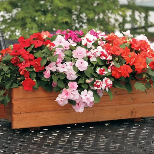 athena mix flower seeds
