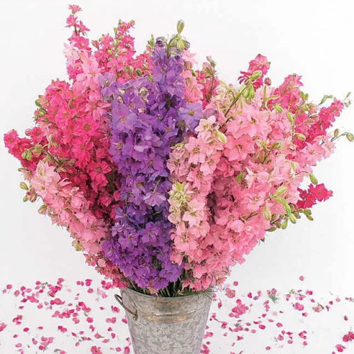 lovers mix flower seeds