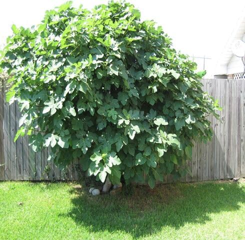 Green Fig Tree Seeds – Heirloom, Non-GMO, High Germination Organic Garden Seeds