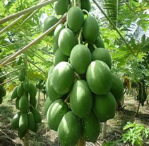 Green Papaya Tree Seeds – Heirloom, Non-GMO, High Germination Organic Garden Seeds