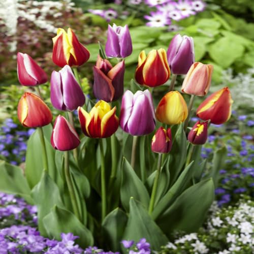 Mixed Tulip Flower Seeds – Heirloom, Non-GMO, High Germination Seeds