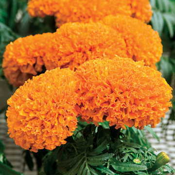 orange orange flower seeds