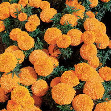 orange orange flower seeds
