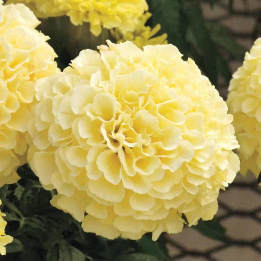 cream vanilla flower seeds