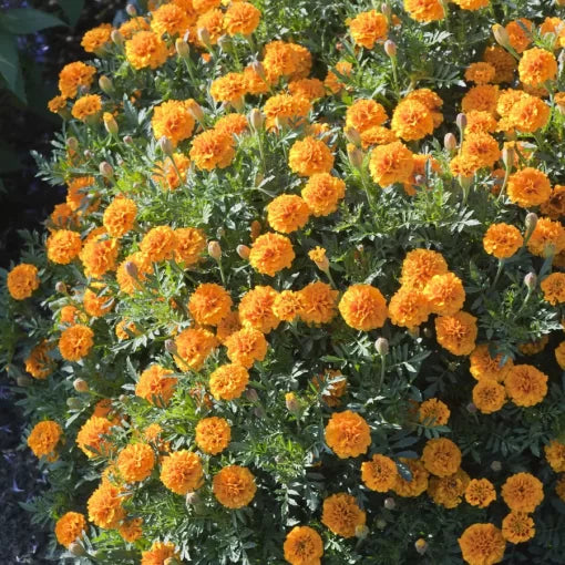orange orange flower seeds