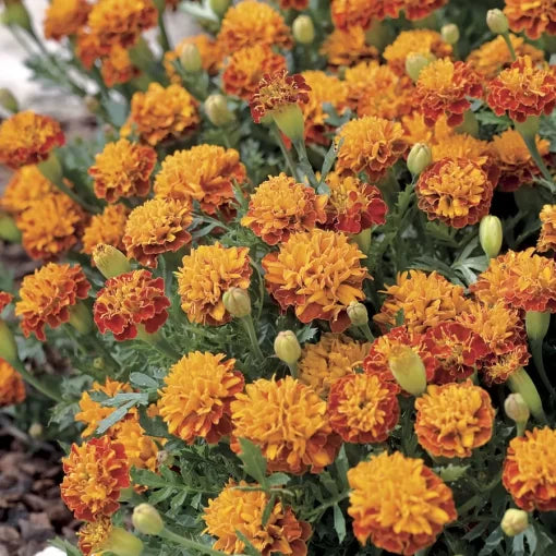 orange mowgli flower seeds