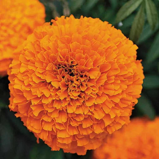 orange orange flower seeds