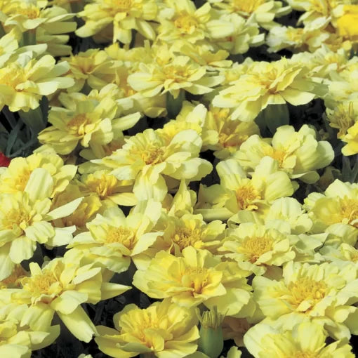 cream cream flower seeds