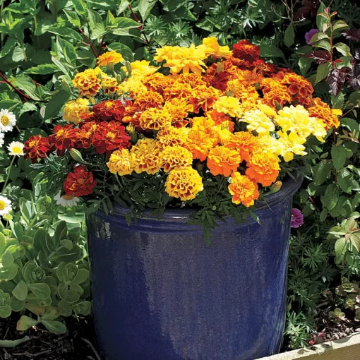 alumia mix flower seeds