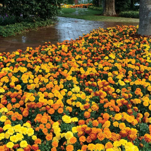 hot pak flower seeds