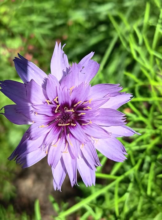 Heliopsis Flower Seeds Purple – Heirloom, Non-GMO, High Germination Seeds
