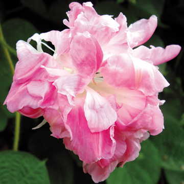 pink split flower seeds