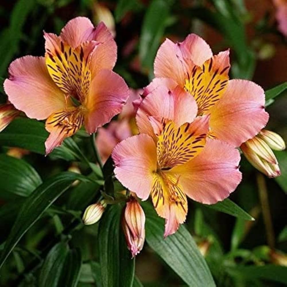 Alstroemeria Flower Seeds Perennial for Planting – Heirloom Non-GMO High Germination Organic Garden Seeds