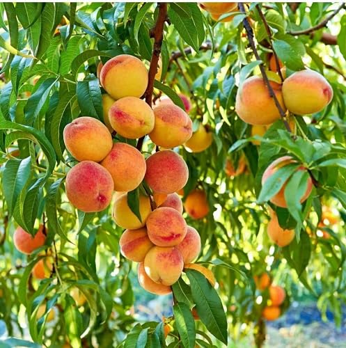 Red Peach Seeds – Heirloom, Non-GMO, High Germination Organic Garden Seeds