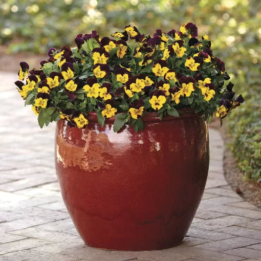 yellow sunshine flower seeds