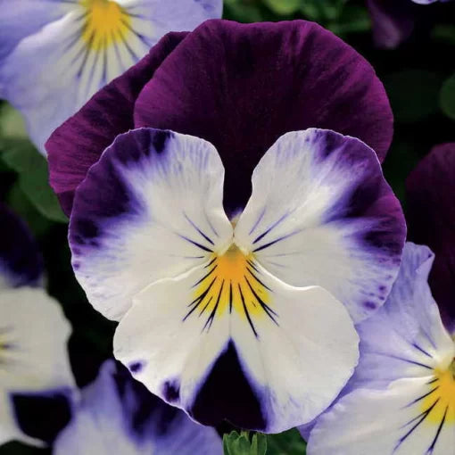 violet violet flower seeds
