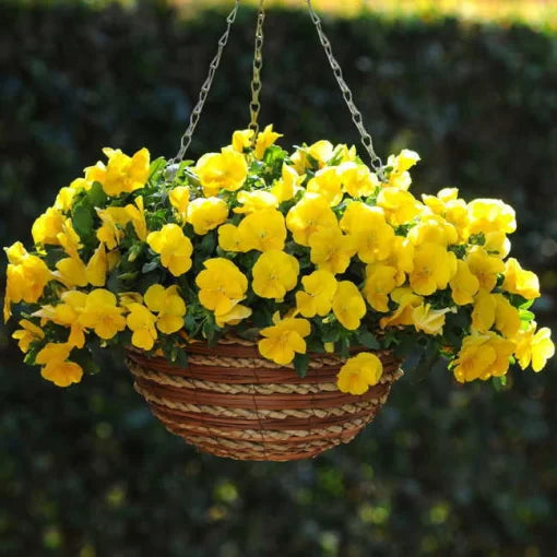 yellow yellow flower seeds