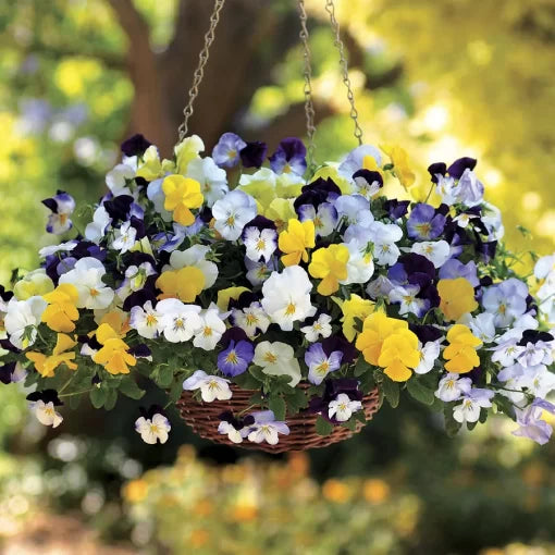 mix pansy flower seeds