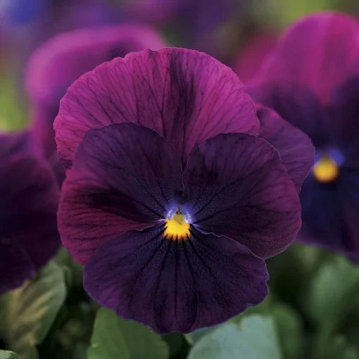 purple purple flower seeds