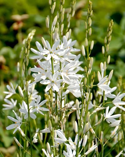 White Camassia Flower Seeds – Heirloom, Non-GMO Seeds, High Germination Organic Garden Seeds for Planting