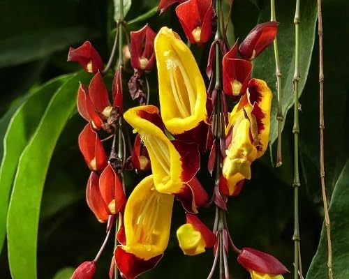 Red Thunbergia Mysorensis Flower Seeds Heirloom Non-GMO High Germination Organic Garden Seeds for Planting