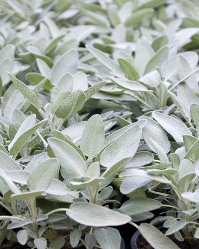 White Sage Plant Seeds Heirloom Non-GMO High Germination Organic Garden Seeds for Planting