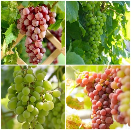 Mixed Grapes Seeds Heirloom Non-GMO High Germination Organic Garden Seeds for Planting