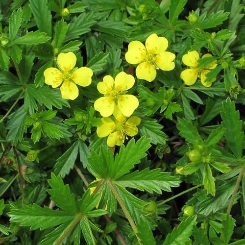 Yellow Tormentil Flower Seeds Heirloom Non-GMO High Germination Organic Garden Seeds