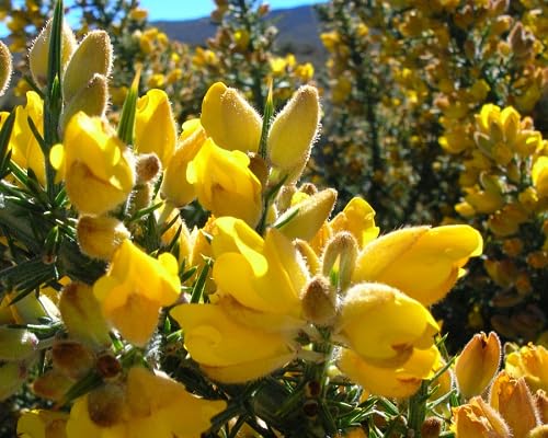 Yellow Gorse Ulex Flower Seeds Heirloom Non-GMO High Germination Organic Garden Seeds