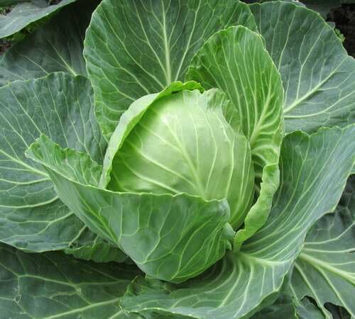 Cabbage Green Seeds – Heirloom, Non-GMO, High Germination Organic Garden Seeds Planting