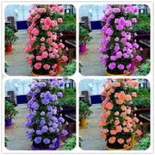 Mixed Climbing Geranium Flower Seeds – Heirloom, Non-GMO, High Germination Organic Garden Seeds for Planting