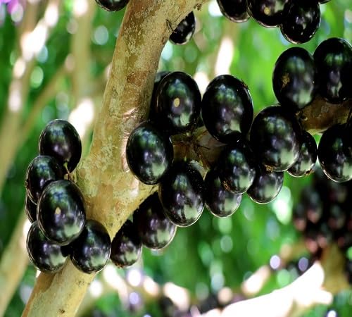 Jabuticaba Seeds – Heirloom, Non-GMO, High Germination Organic Garden Seeds