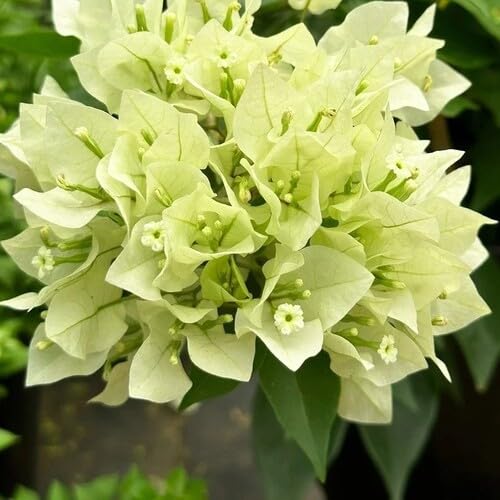 green bougainvillea flower seeds