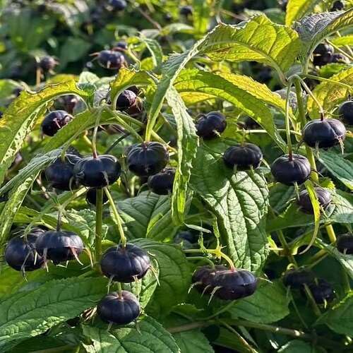Black Ginseng Melon Seeds – Heirloom, Non-GMO, High Germination Organic Garden Seeds