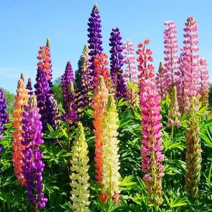Mixed Lupine Flower Seeds – Heirloom, Non-GMO, High Germination Organic Garden Seeds for Planting
