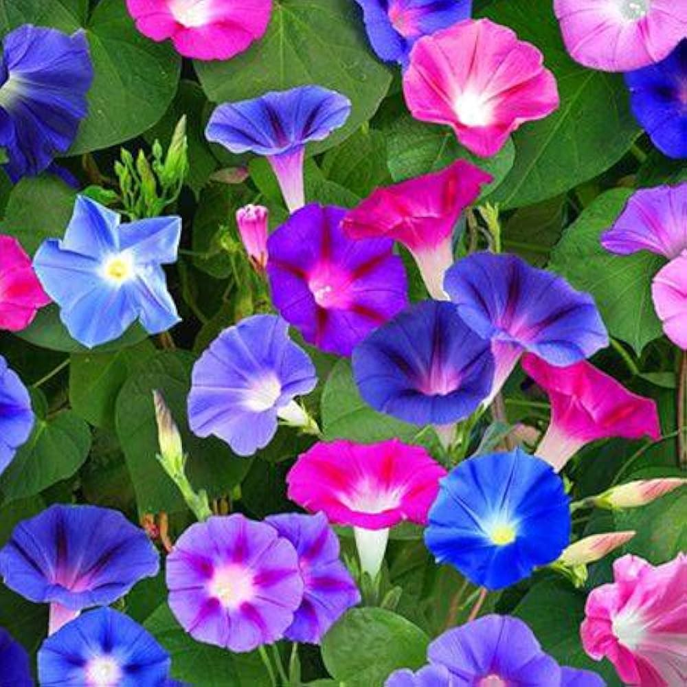morning glory flower seeds