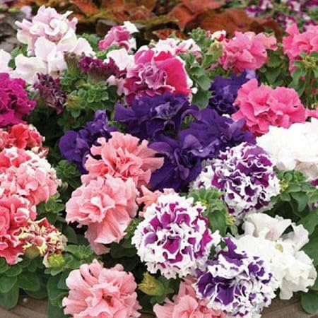 Gefüllte Petunien-Blumensamen Mischung – Alte Sorte, gentechnikfrei, keimstarke Bio-Gartensamen